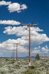 Close up of a row of powerline poles extending to the horizon in a rural environment, under a blue sky with puffy clouds