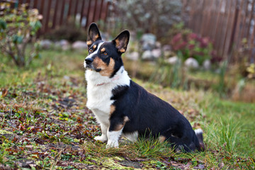 Dog breed Welsh Corgi Cardigan is sitting in the yard against the background of a green lawn and a wooden fence
