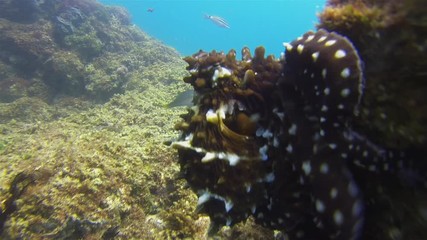 Octopus Close Up. Squid Octopi Crawling On Peaceful Coral Reef In Calm Blue Sea Water & Colour Camouflage. Graceful Reef Octopus. Colourful Dangerous Marine Life. Beautiful Aquatic Underwater Wildlife