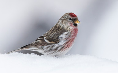 Redpoll