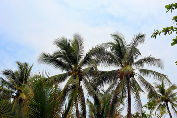 Fototapeta na wymiar palm tree in front of blue sky