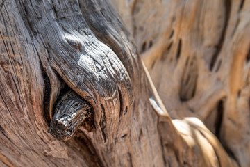Close up of an old tree trunk with a large knot in the foreground