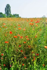 Field meadow with wild poppy flowers