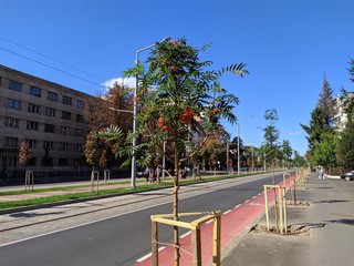 Obraz premium Blue sky and trees and the house high
