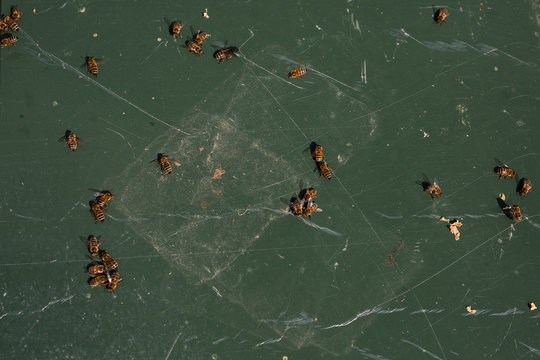 Scattered Dead Insects on Grungy Green Surface with Scratches