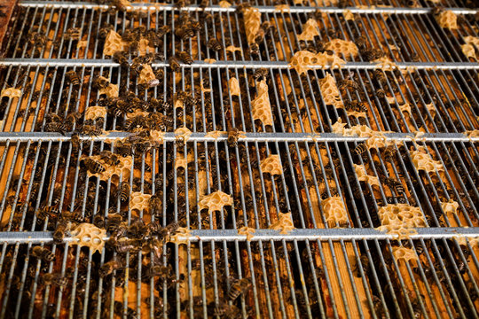 Dead Bees and Hive Debris on Metal Entrance Grate