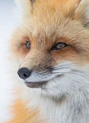 Red fox