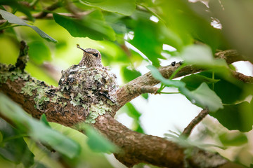 Fototapeta premium A tiny hummingbird is perched on its nest on a branch, surrounded by vegetation