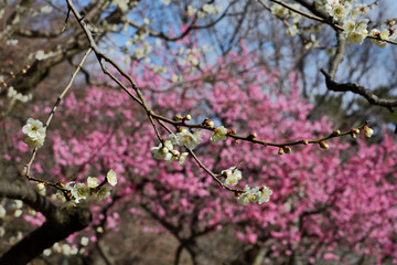 京都御苑の梅