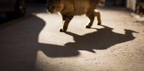 a cat walks on the sunny street in the morning © Quentin