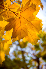 Beautiful yellow autumn in the park. Alley with yellow trees. Photo taken in a park in sunny weather.