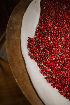 Vibrant Red Wild Berries Drying on White Parchment Paper for Preservation