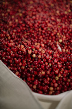 Abundant Fresh Red Berries Harvested in Sack