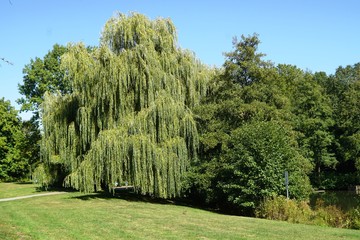 Fototapeta na wymiar trees in the park Oldentruper Park