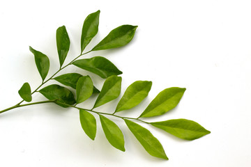 Fototapeta premium murraya paniculata leaves isolated on white background