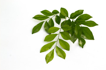 murraya paniculata leaves isolated on white background