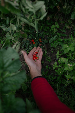 Freshly Harvested Red Chili Peppers in Hand from Garden