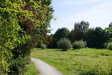 road in the forest