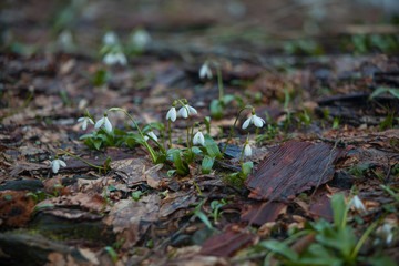beautiful white snowdrop in spring on blurred background