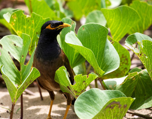 Noisy miner bird in the tropics