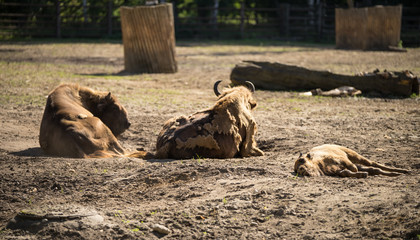 The European bison (Latin: Bison bonasus), also known as wisent. Huge animal having a rest on sandy...