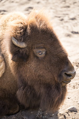 Fototapeta premium The European bison (Latin: Bison bonasus), also known as wisent. Huge animal having a rest on sandy ground under direct sharp sunlight. 