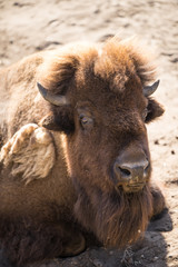 The European bison (Latin: Bison bonasus), also known as wisent. Huge animal having a rest on sandy ground under direct sharp sunlight. 