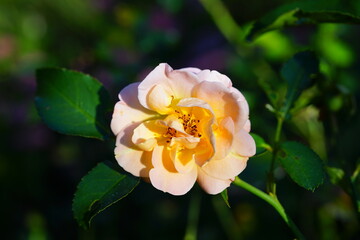 Apricot orange rose flower growing in the garden