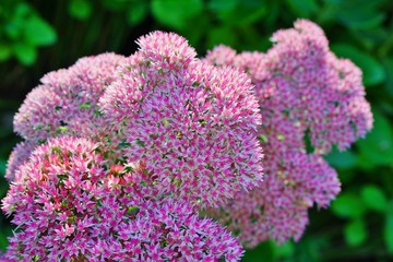 Obraz premium Pink blooms of sedum 