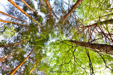Summer forest on a sunny day. Bottom view. Raising your head up you can see a forest like this. Forest from bottom to top.
