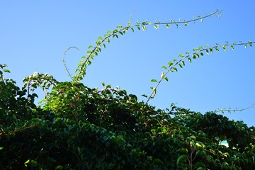 Prolific vine of the green baby kiwi fruit actinidia arguta