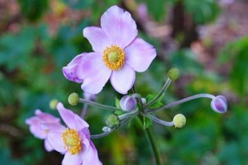 Pale pink Japanese anemone flower in bloom (Anemone hupehensis)