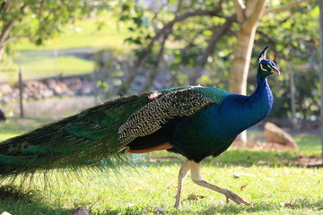 Obraz premium Peacock