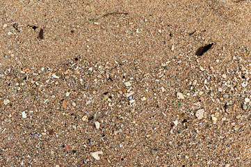 sea shells on the beach