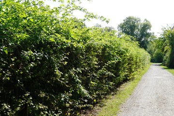 Fototapeta premium path in the park in Bielefeld