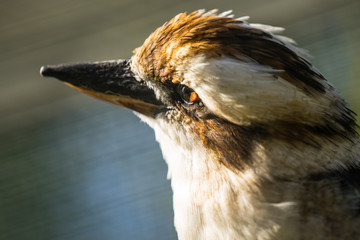 Portrait of the laughing kookaburra (Latin: Dacelo novaeguineae), a bird in the kingfisher subfamily Halcyoninae. A lovely bird with funny distinctive  loud laugh.