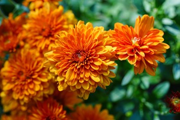 Yellow and orange chrysanthemum flowers growing in the garden