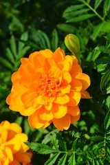 Yellow and orange marigold flowers (tagetes) in bloom
