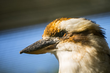 Portrait of the laughing kookaburra (Latin: Dacelo novaeguineae), a bird in the kingfisher subfamily Halcyoninae. A lovely bird with funny distinctive  loud laugh.
