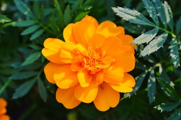 Yellow and orange marigold flowers (tagetes) in bloom