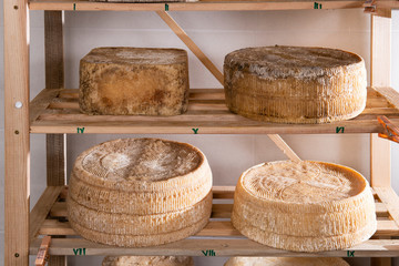 Forms of cheese on the shelf for maturing