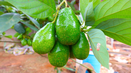 Avocado balls in the stem, green leaves 