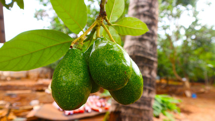 Avocado balls in the stem, green leaves 