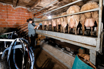 Breeder prepares sheep for milking