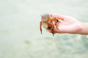 Dead crabs in girl on hand. Dark brown crab. Bulgaria