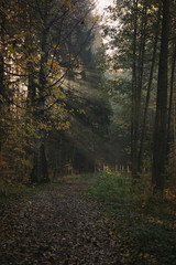 Fototapeta premium bright Sun rays make their way through the trees onto a path strewn with yellow leaves