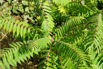 fern in the forest