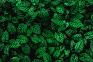 Fototapeta premium tropical leaf, abstract green leaf texture, nature background