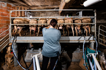 Breeder prepares sheep for milking