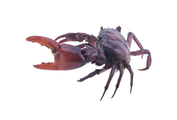 Crab (Field crab) Isolated on white background